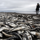 An algal bloom killed these sardines in Chile in 2016. (Image: AP)
